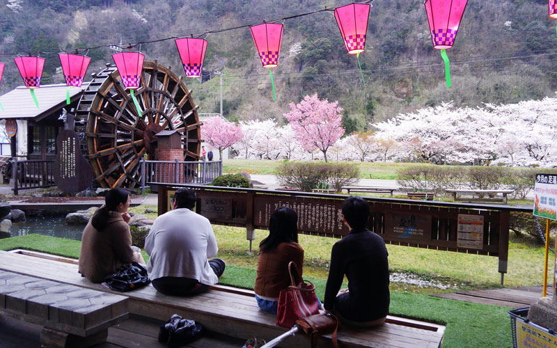 春は桜を眺めながら