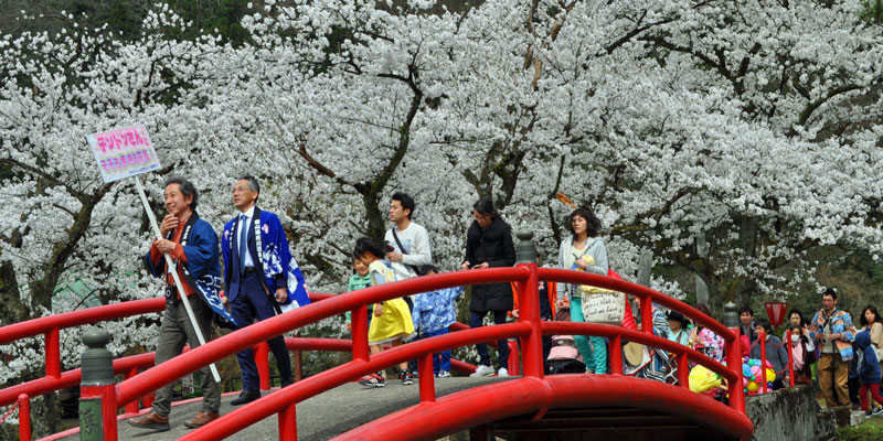 庄川峡桜まつり
