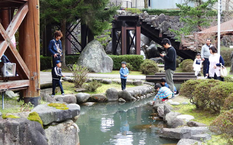 池には鯉が泳いでいます。